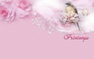cartes tendres